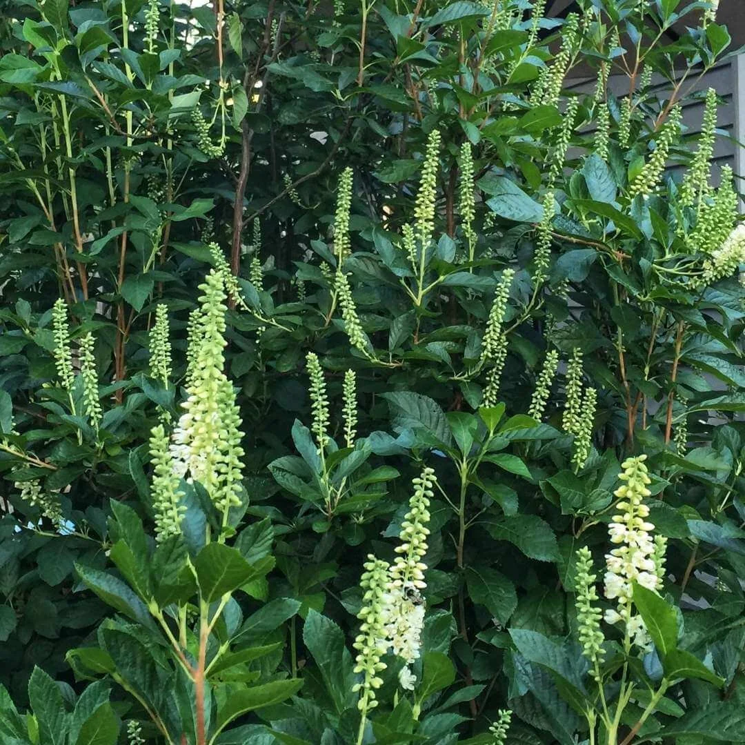 Closeup of glossy green leaves and budding white flower spikes on straight species summersweet (Clethra alnifolia)