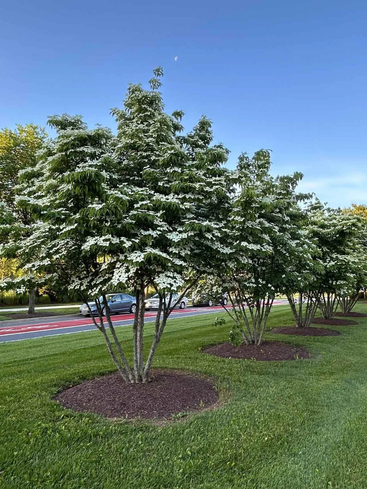 row of kousa dogwoods planted in lawn