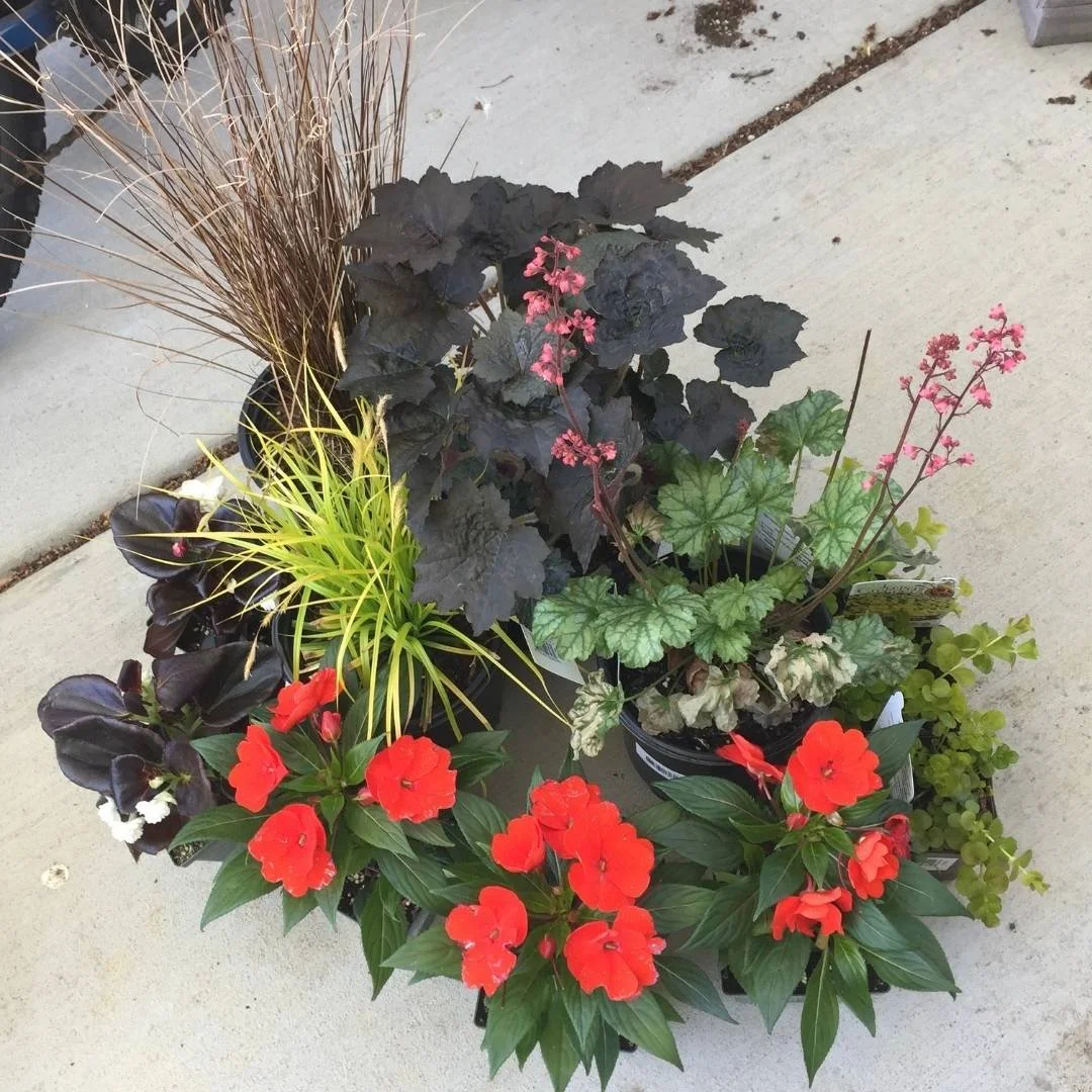 container plants for shade grouped together on a concrete floor