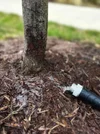 How to Water a Tree — Plant and Bloom Design Studio