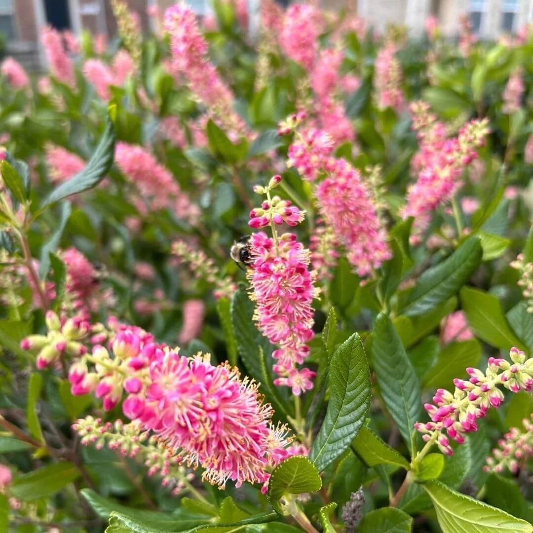 Closeup of Ruby Spice summersweet (Clethra alnifolia) pink flower spikes with a bee collecting nectar