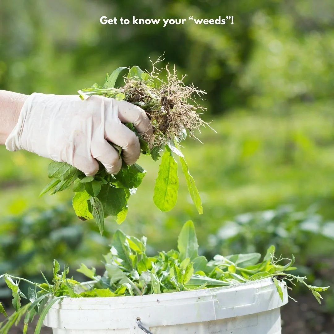 gloved hand placing weeds in bucket