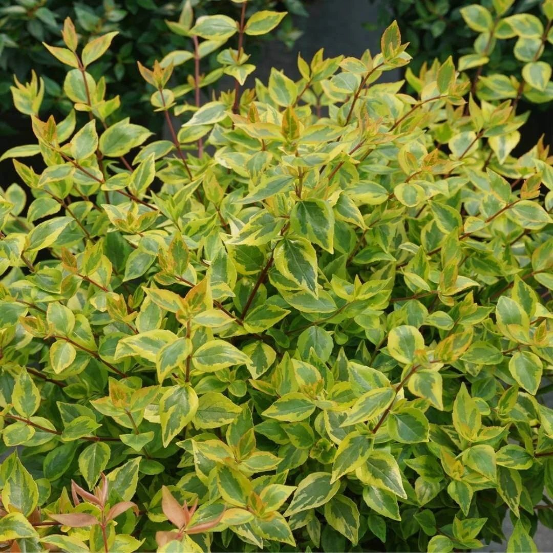 Closeup of Brilliantina abelia variegated leaves in creamy white and green