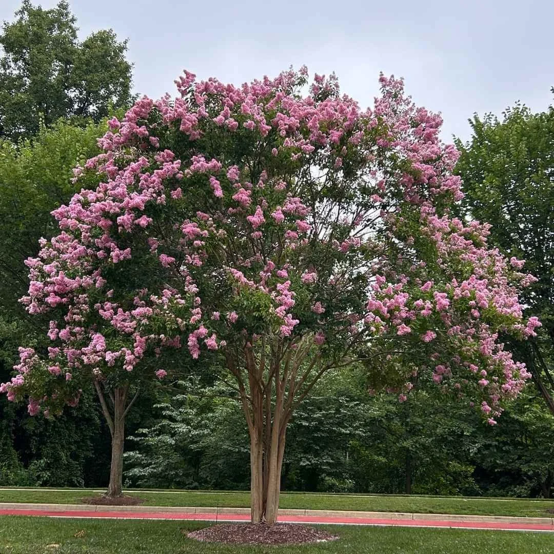 crape myrtle tree with lilac flowers plant in lawn with woodlands in background