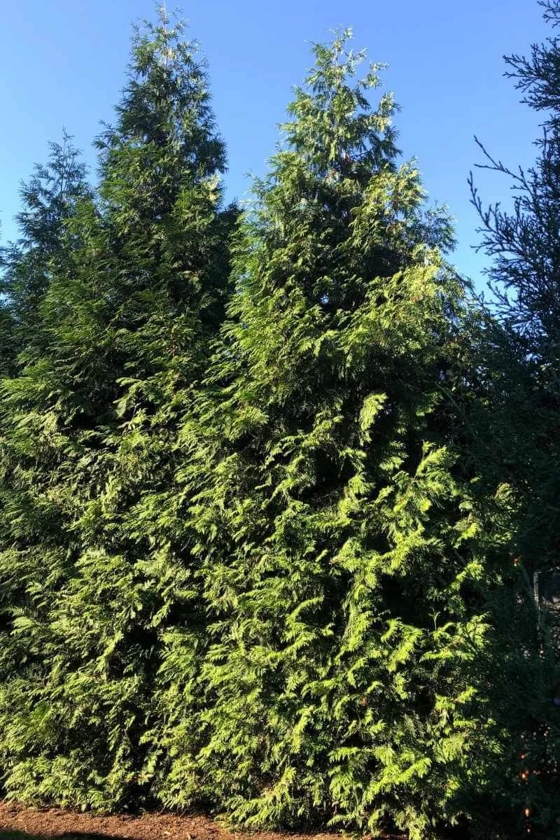 Full Speed A Hedge arborvitae planted in a neat row as a privacy hedge