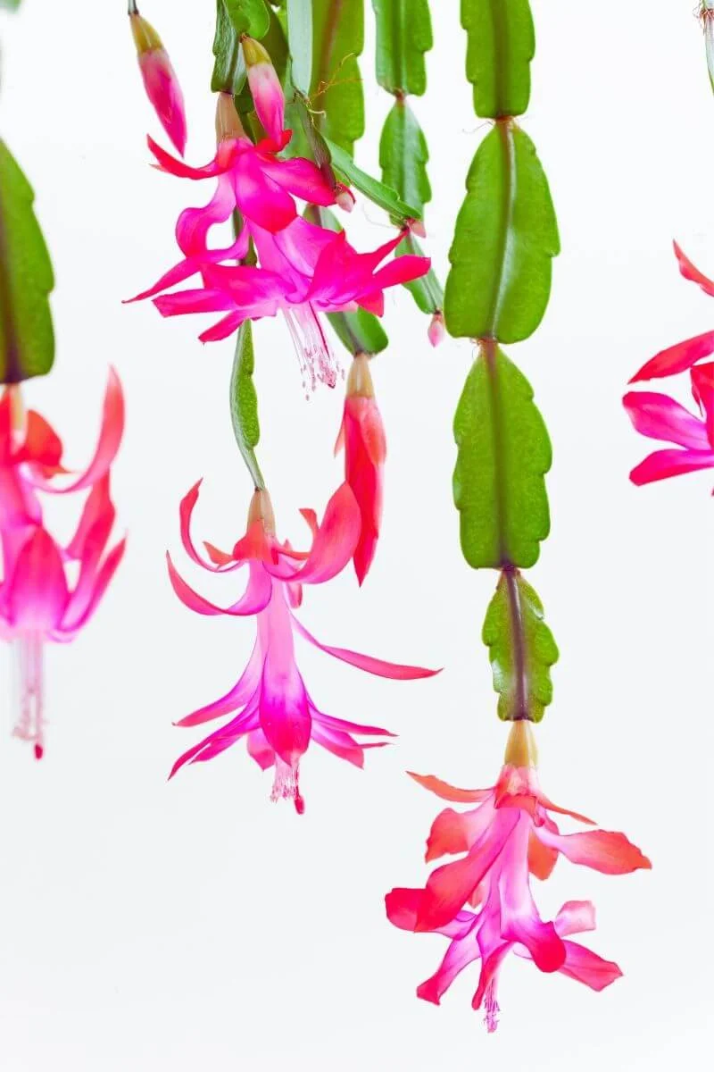 Pink Christmas cactus flowers hanging from rounded green stem segments