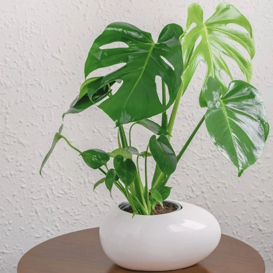 Monstera deliciosa, commonly called split-leaf philodendron, showing its large green leaves with splits and holes.