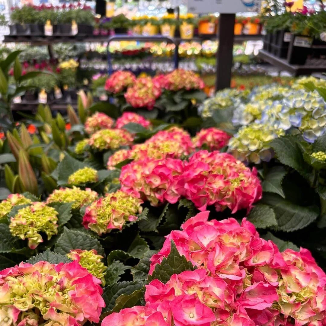 Get to Know the 6 Different Hydrangea Types