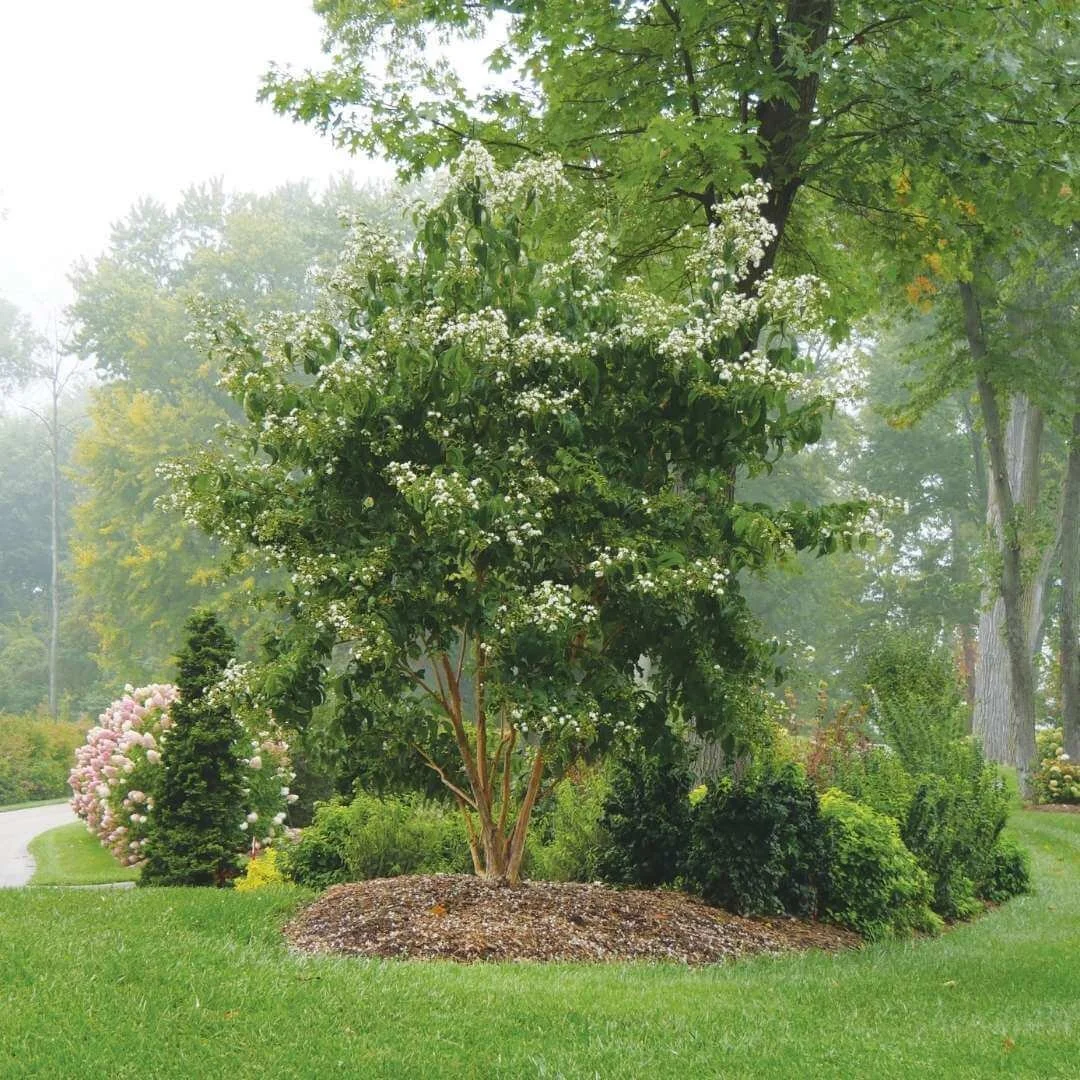 hummingbird plant temple of bloom seven son flower grows in mulched bed with mixed planting of trees, shrubs and evergreens