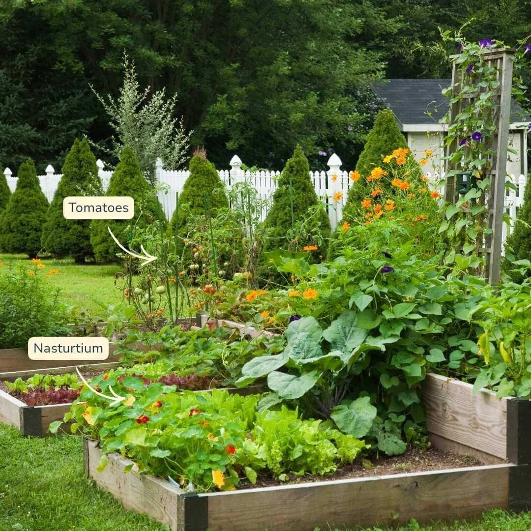 raised garden beds with tomatoes and nasturtiums growing together in a landscaped yard