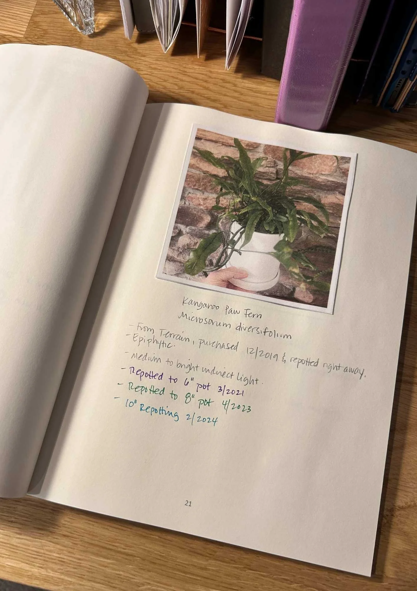 Open houseplant journal showing a photograph and handwritten care notes for my kangaroo paw fern