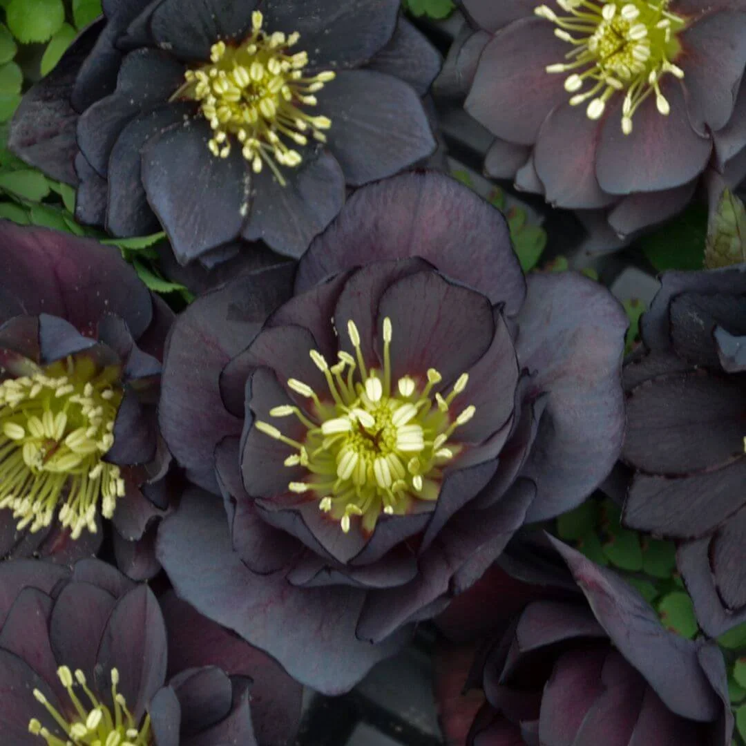 Deep maroon-black hellebore blooms nodding above green foliage in a shaded garden bed