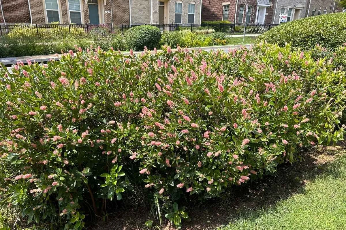 ruby spice summersweet rain garden mass planting