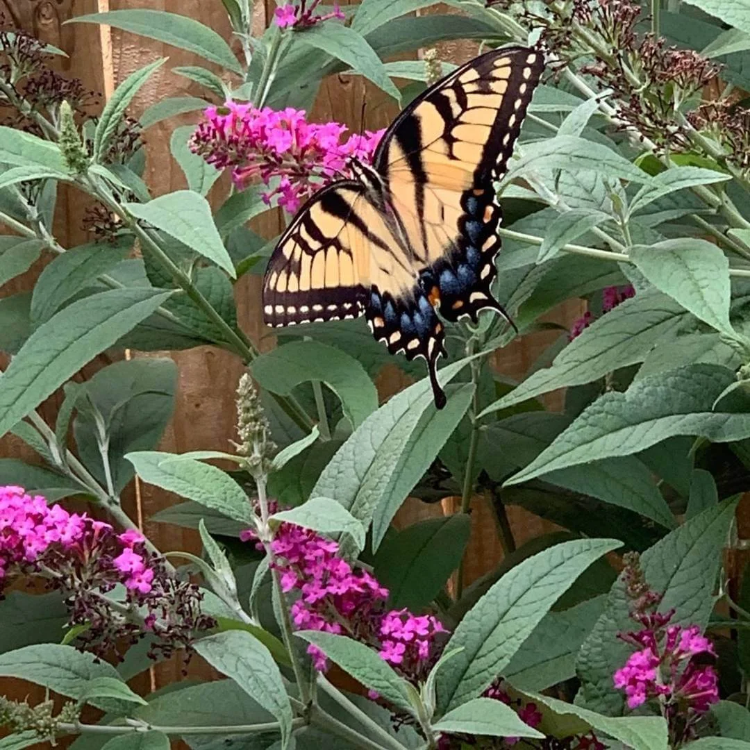 A swallowtail butterfly feeding on the pink blooms of Miss Molly butterfly bush planted in front of a wooden fence