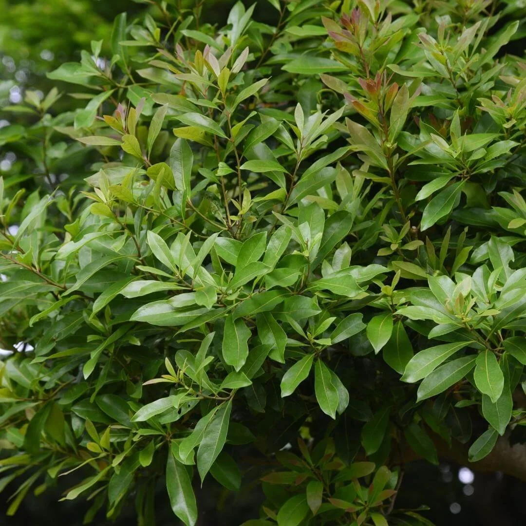 northern bayberry shrub myrica pensylvanica with glossy green leaves growing in landscape