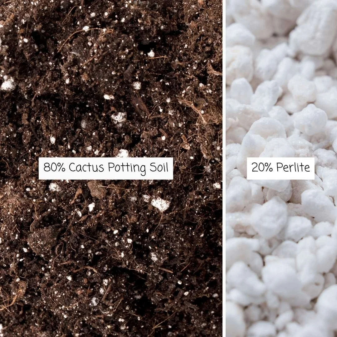 Christmas cactus soil mix made with 80 percent cactus potting mix and 20 percent perlite