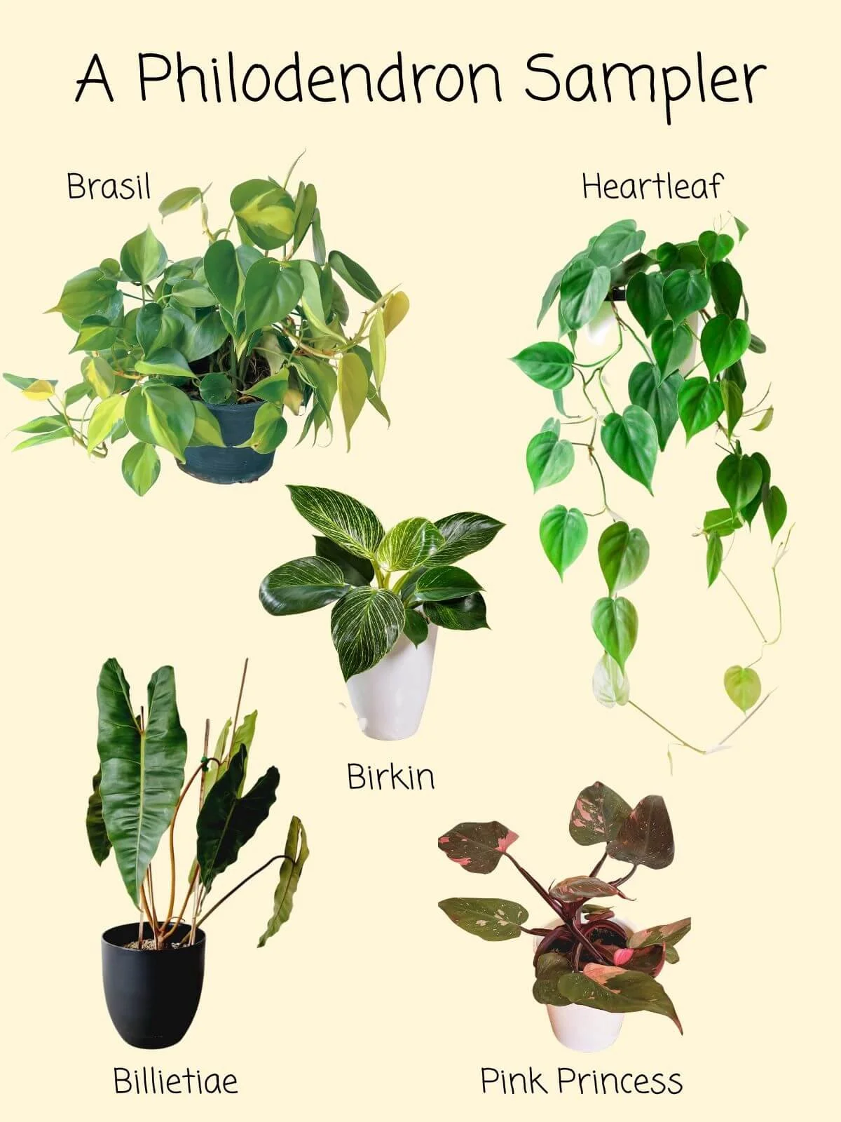 Collage of five philodendron types—Brasil, heartleaf, Birkin, billietiae, and Pink Princess—showing different leaf shapes, colors, and plant forms.