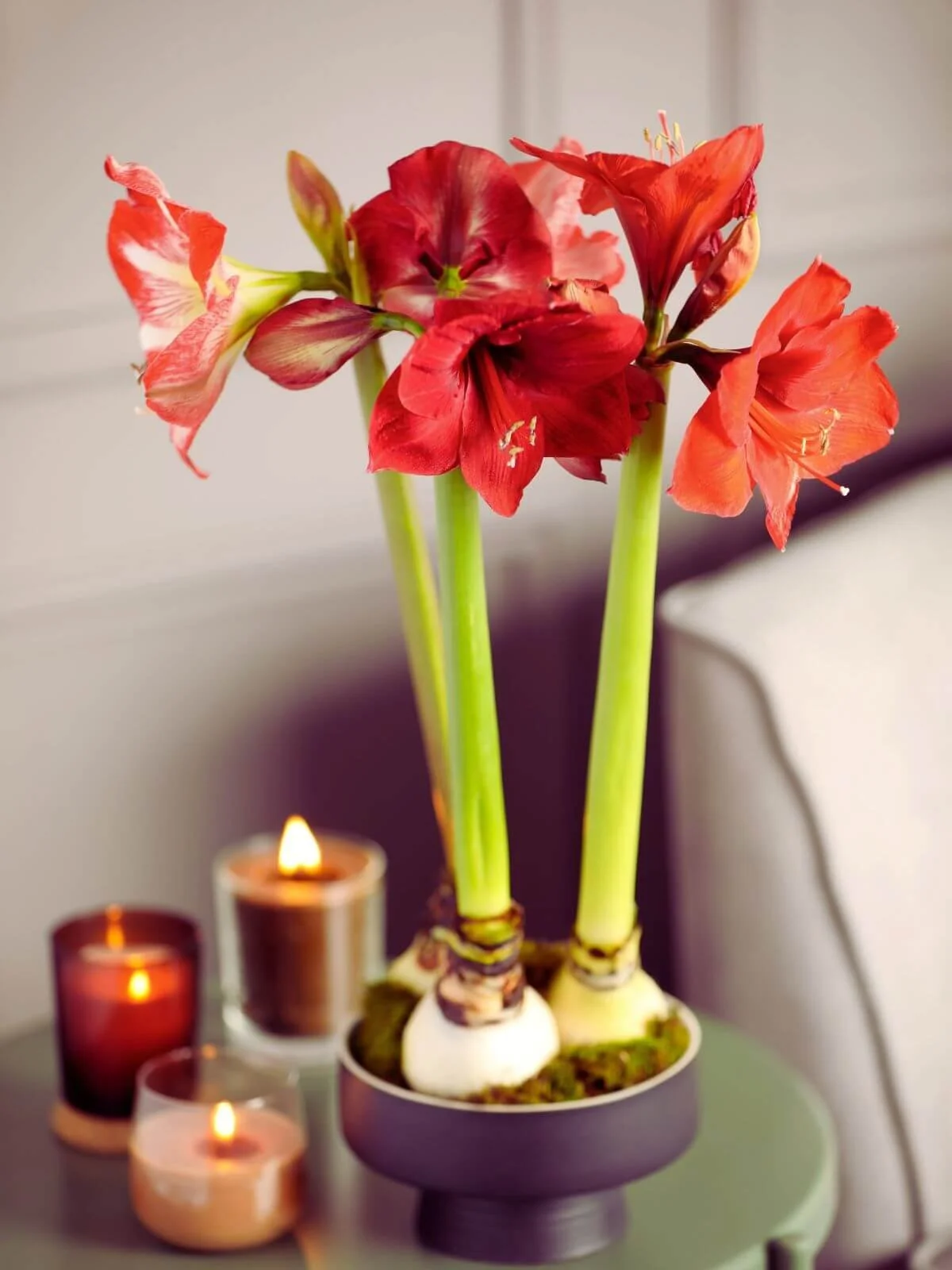 Amaryllis bulbs growing in a container in a living room