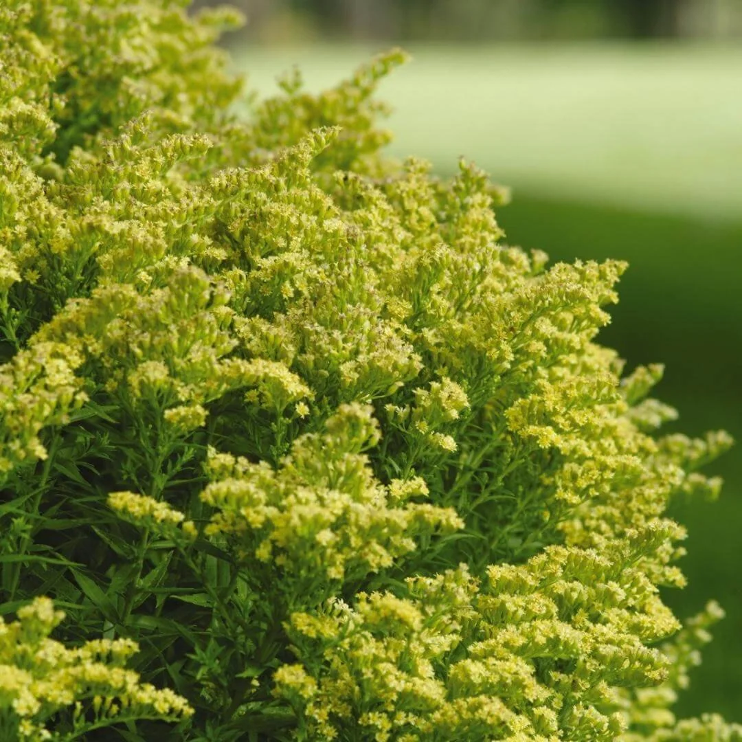 closeup of little lemon goldenrod perennial plant with yellow flowers