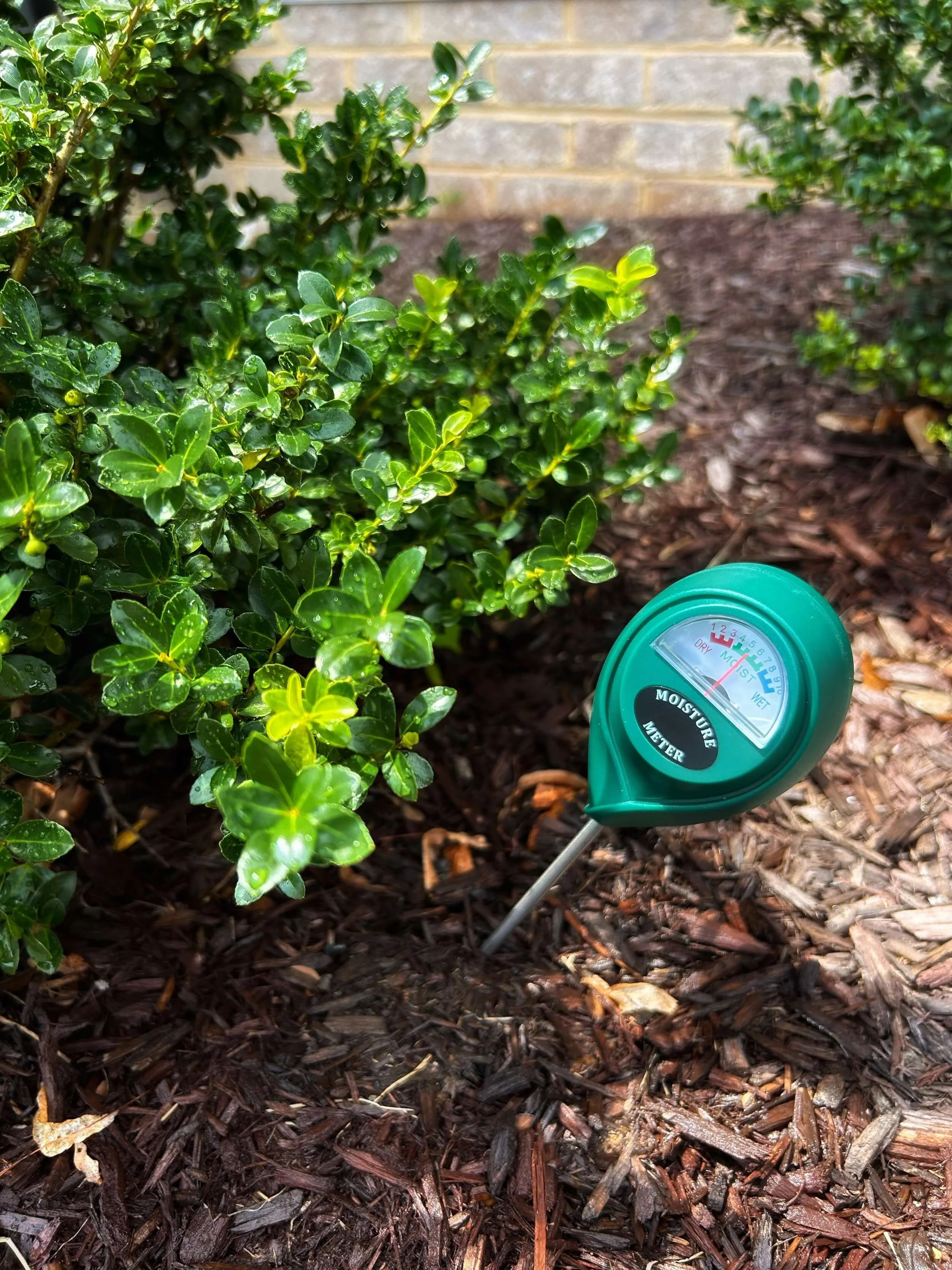 Bush Componen Measure How to Water your Plants — Plant and Bloom Design Studio