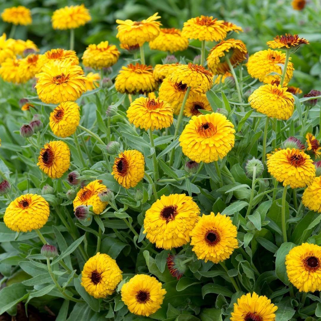 calendula with yellow flowers and red centers growing in garden