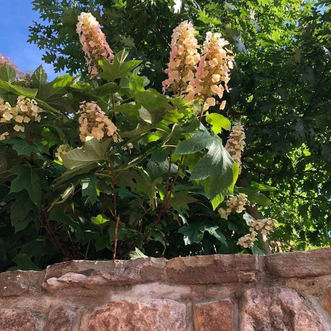 Closeup of pink and cream Alice oakleaf hydrangea flowers over a stone wall