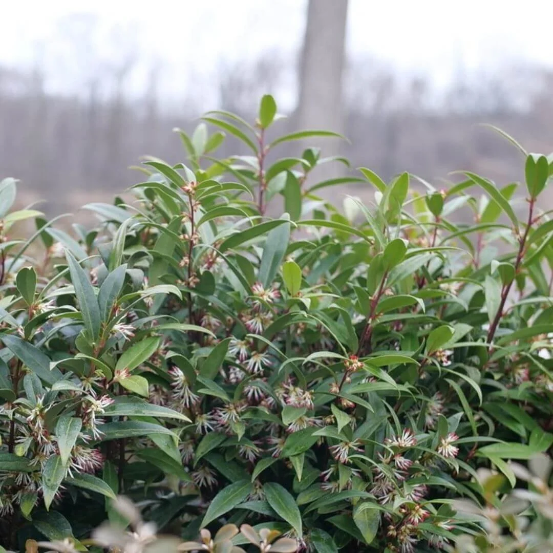 sweet box evergreen shade plant closeup whtie flowers red stems green leaves