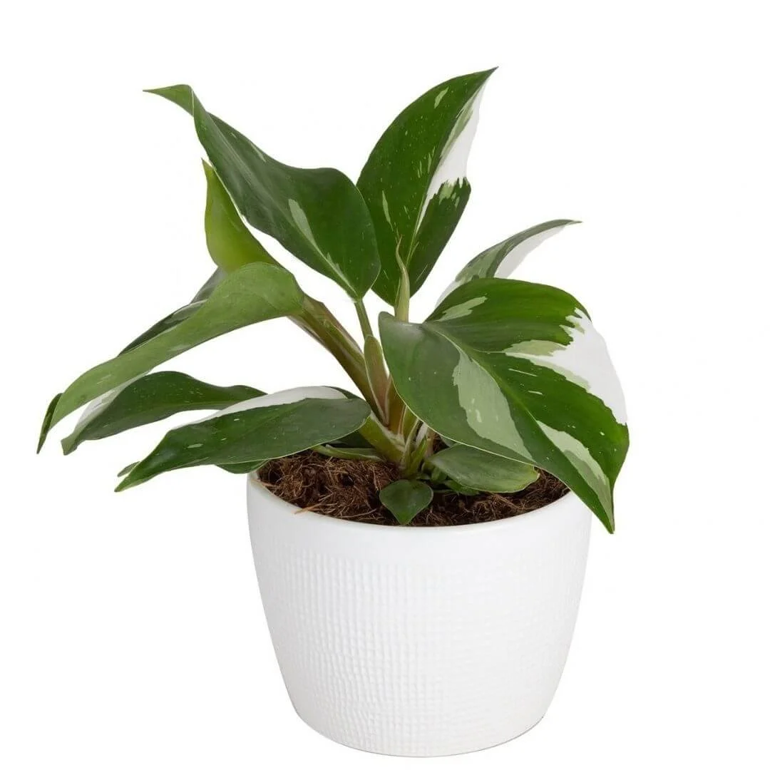 White Knight philodendron with green leaves variegated with white