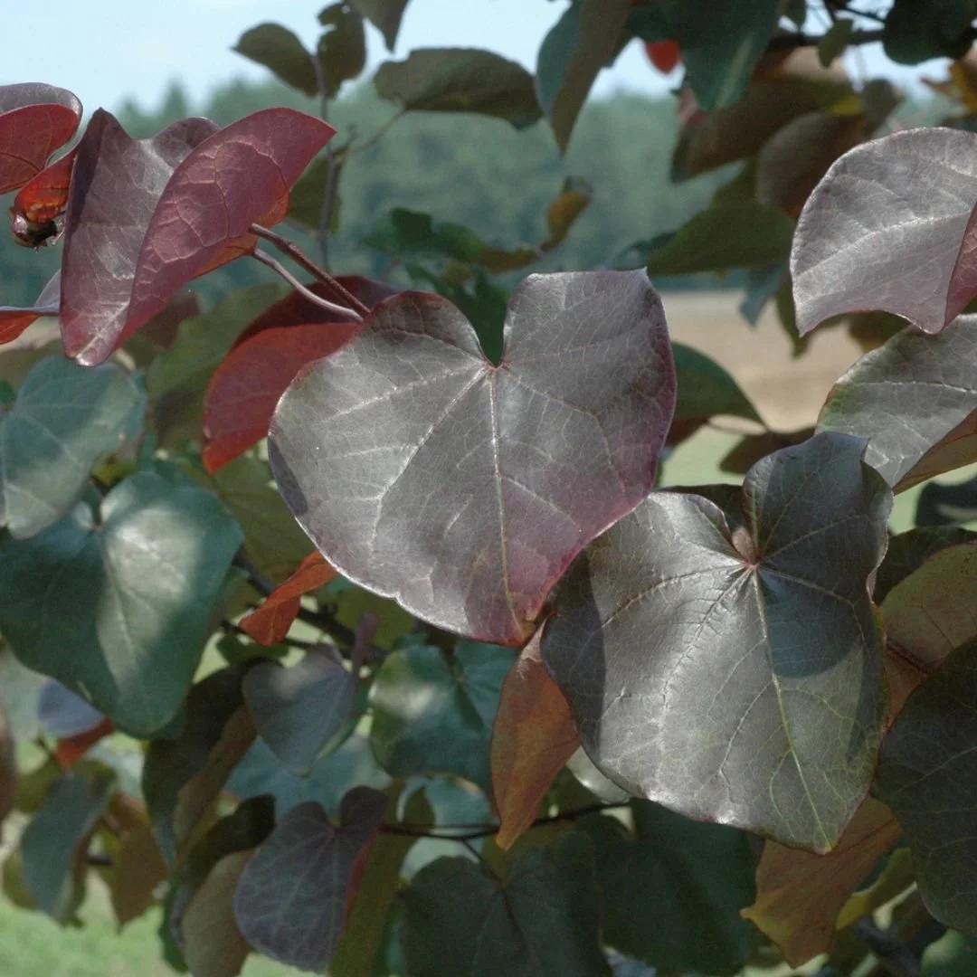 merlot redbud leaves closeup