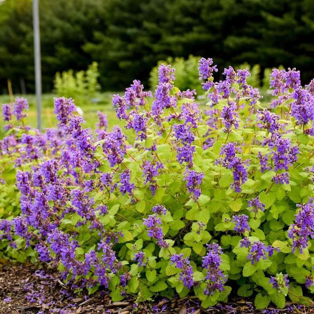 Chartreuse on the Loose catmint (Nepeta) with bright lime green foliage and lavender blue flower spikes