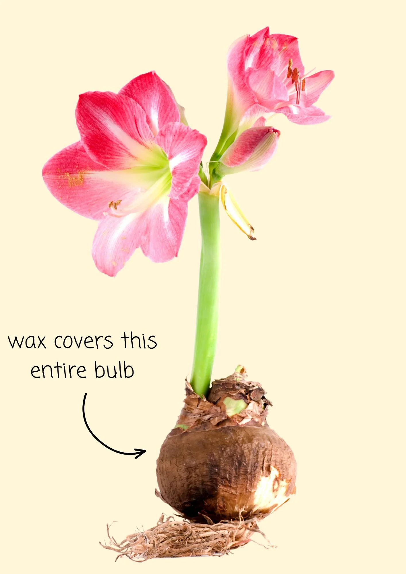 Illustration of an amaryllis blooming from a bulb, with an arrow showing that wax covers the entire bulb