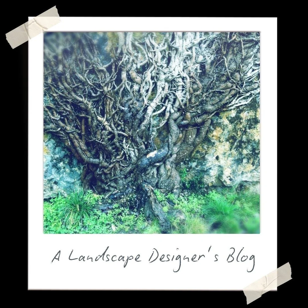 polaroid photo of espaliered tree against garden wall with mosses and grass taped to a black frame and hand writing underneath that says a landscape designer's blog