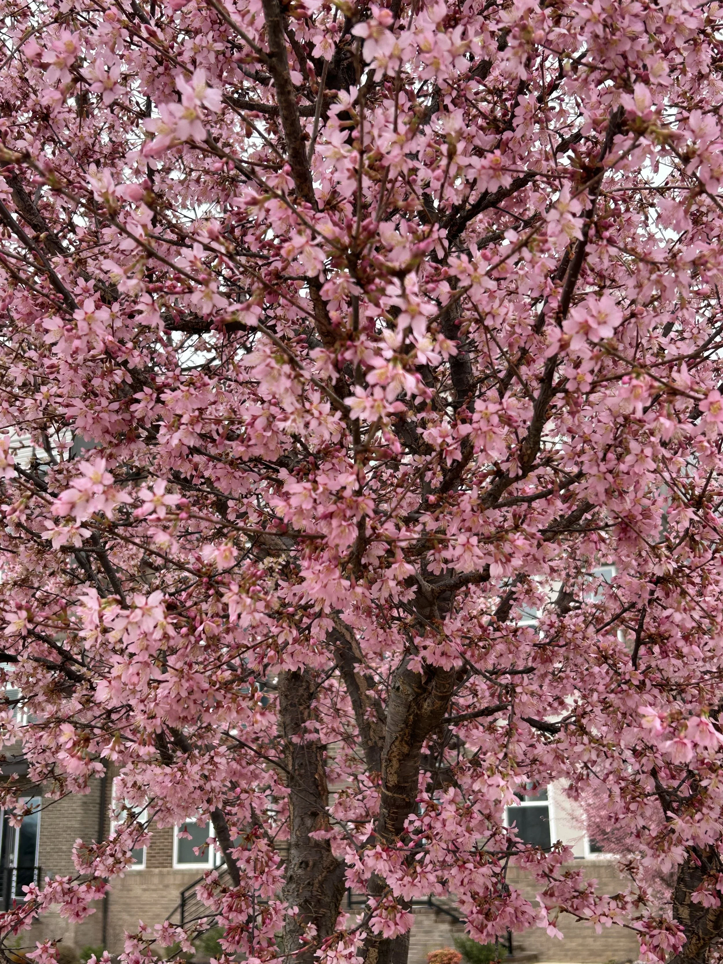 Okame Cherry Tree (Prunus 'Okame') — Plant and Bloom Design Studio