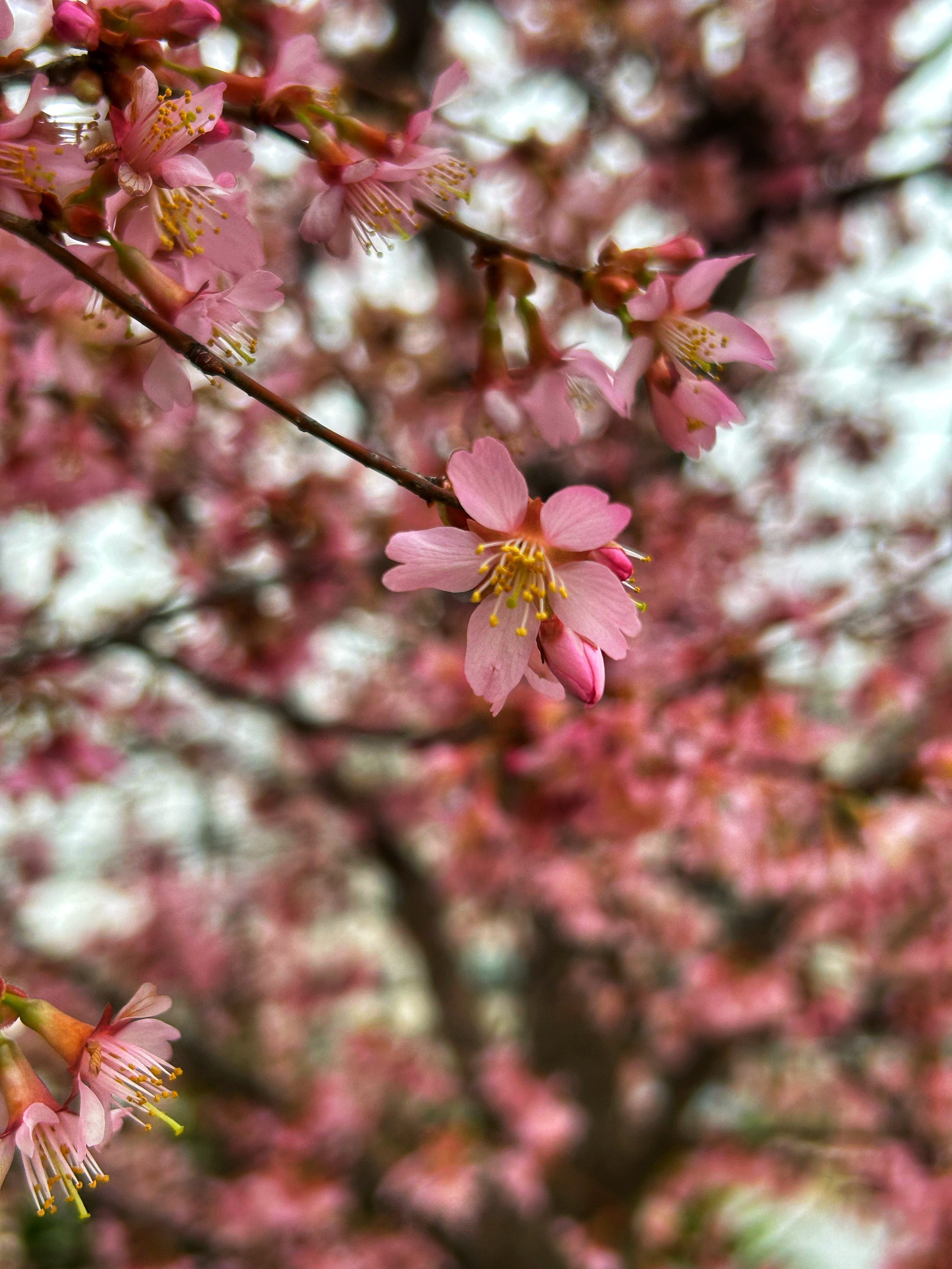 Okame Cherry Prunus x incam flower