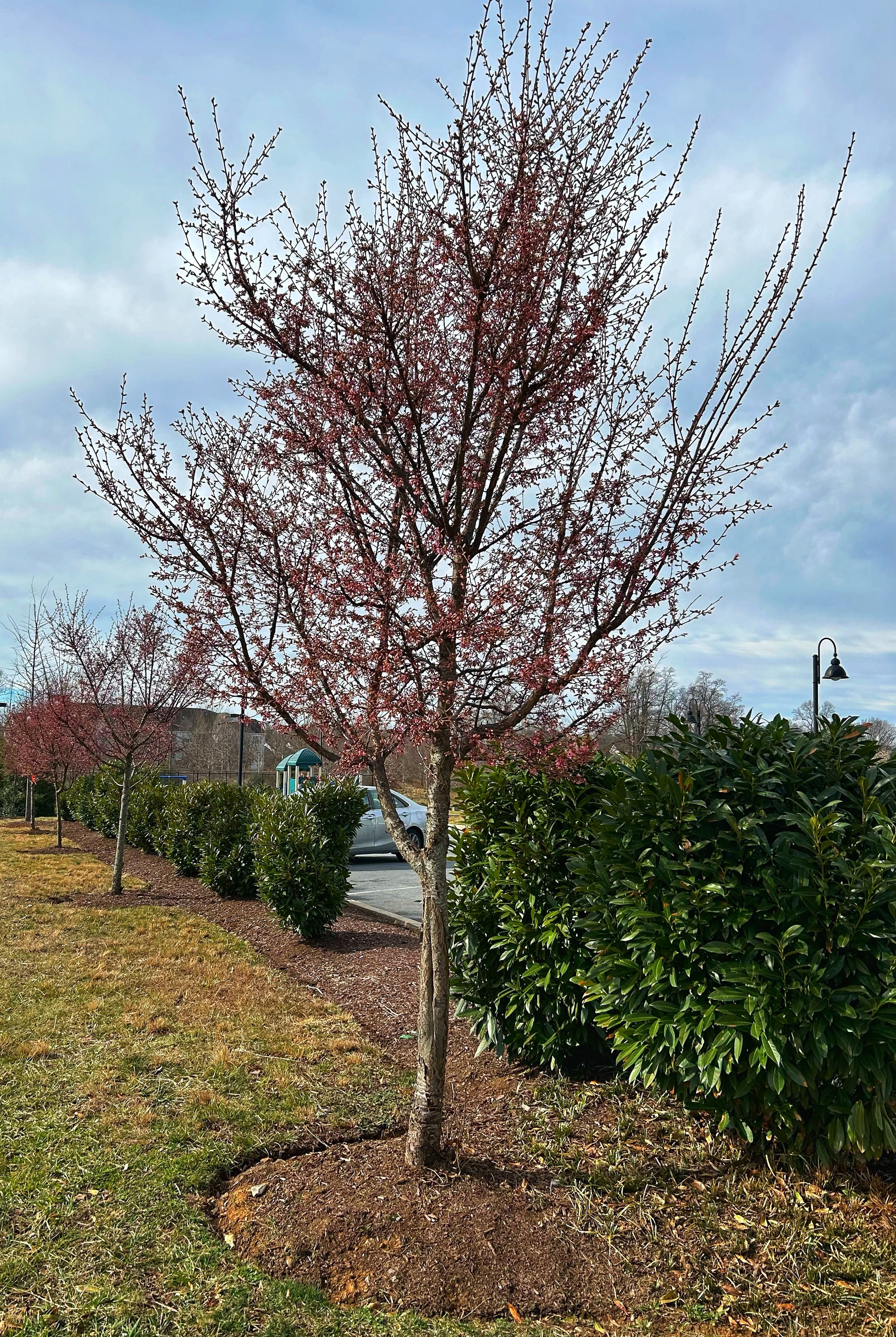 Okame Cherry Prunus x incamp budding form