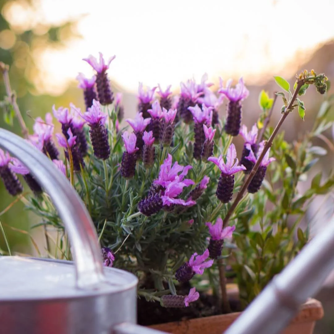Close-up of Spanish lavender growing outdoors next to a watering can