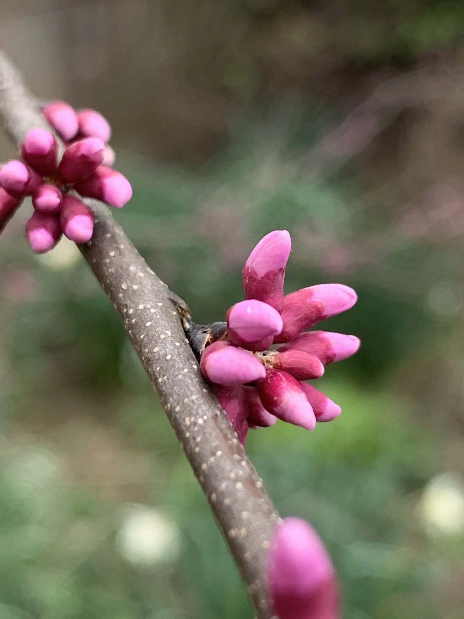 Eastern Redbud (Cercis canadensis). — Plant and Bloom Design Studio