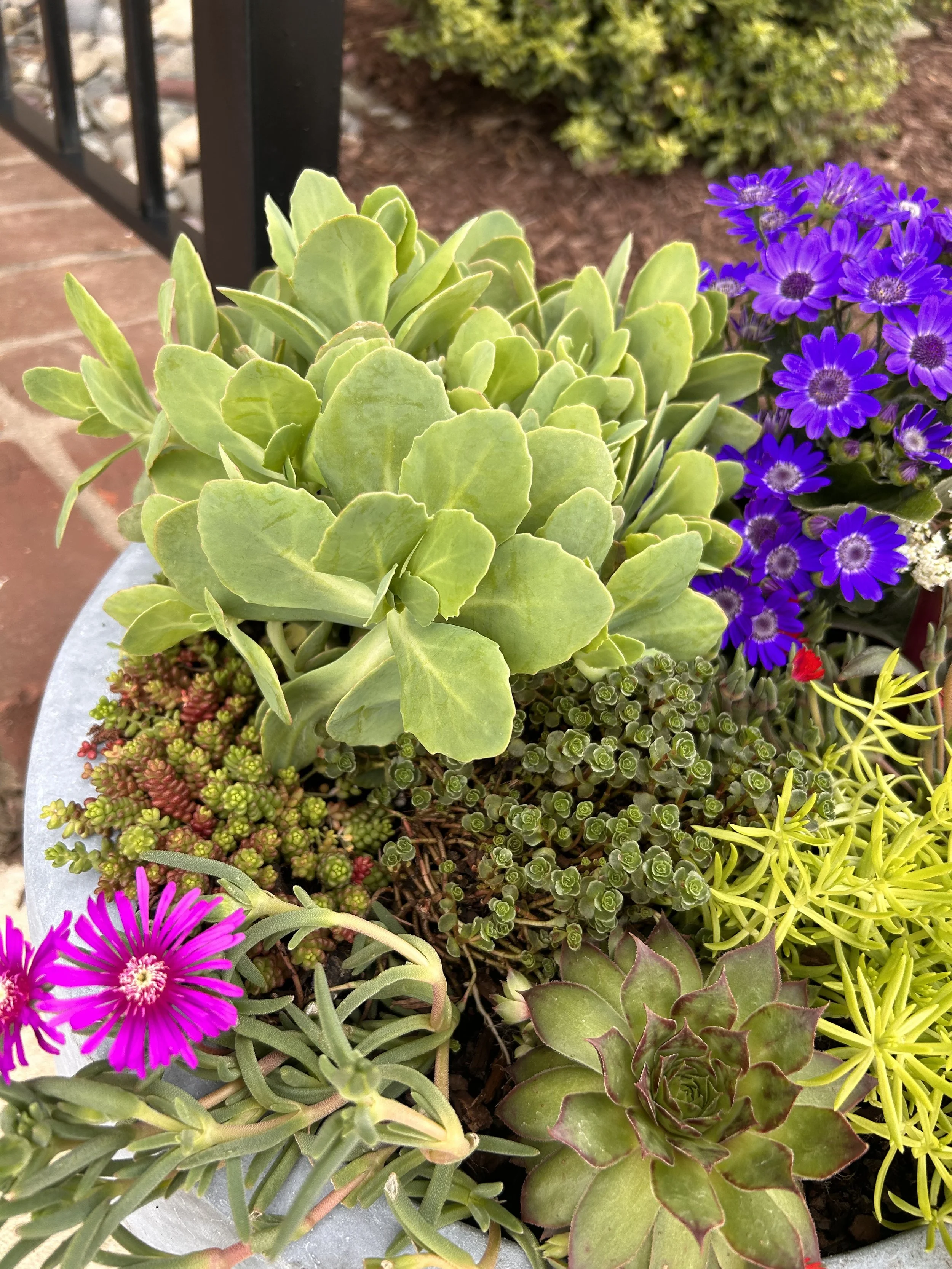Create a modern, lowmaintenance succulent container for a sunny, hot