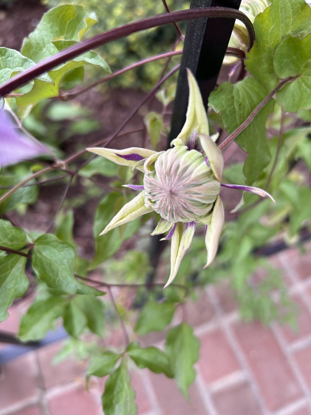 Purple flowers of Clematis 'Taiga'