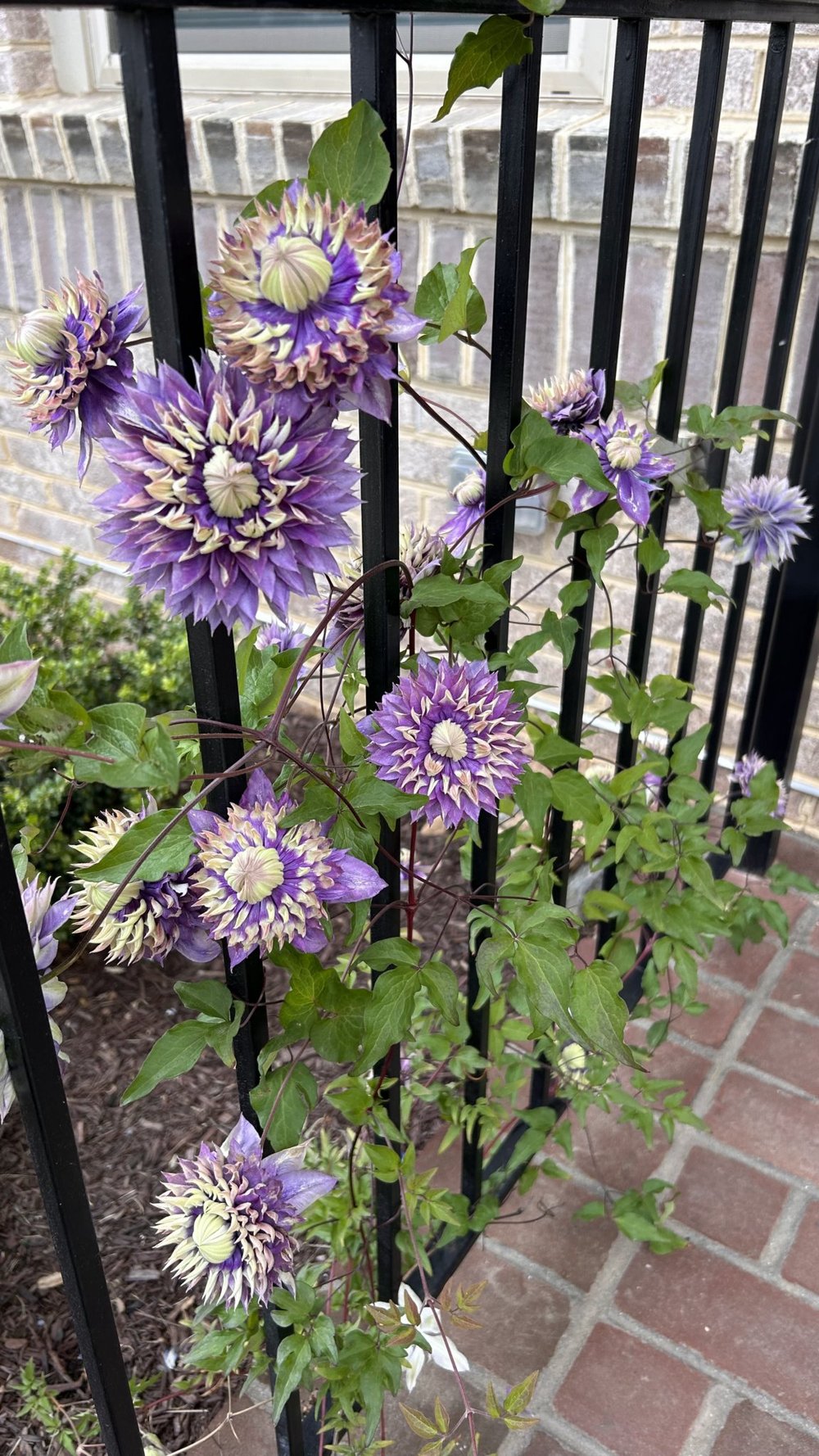 Purple Flowers of Clematis 'Taiga'