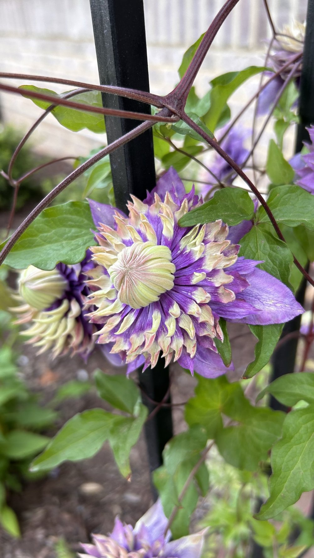 Purple flowers of Clematis 'Taiga'