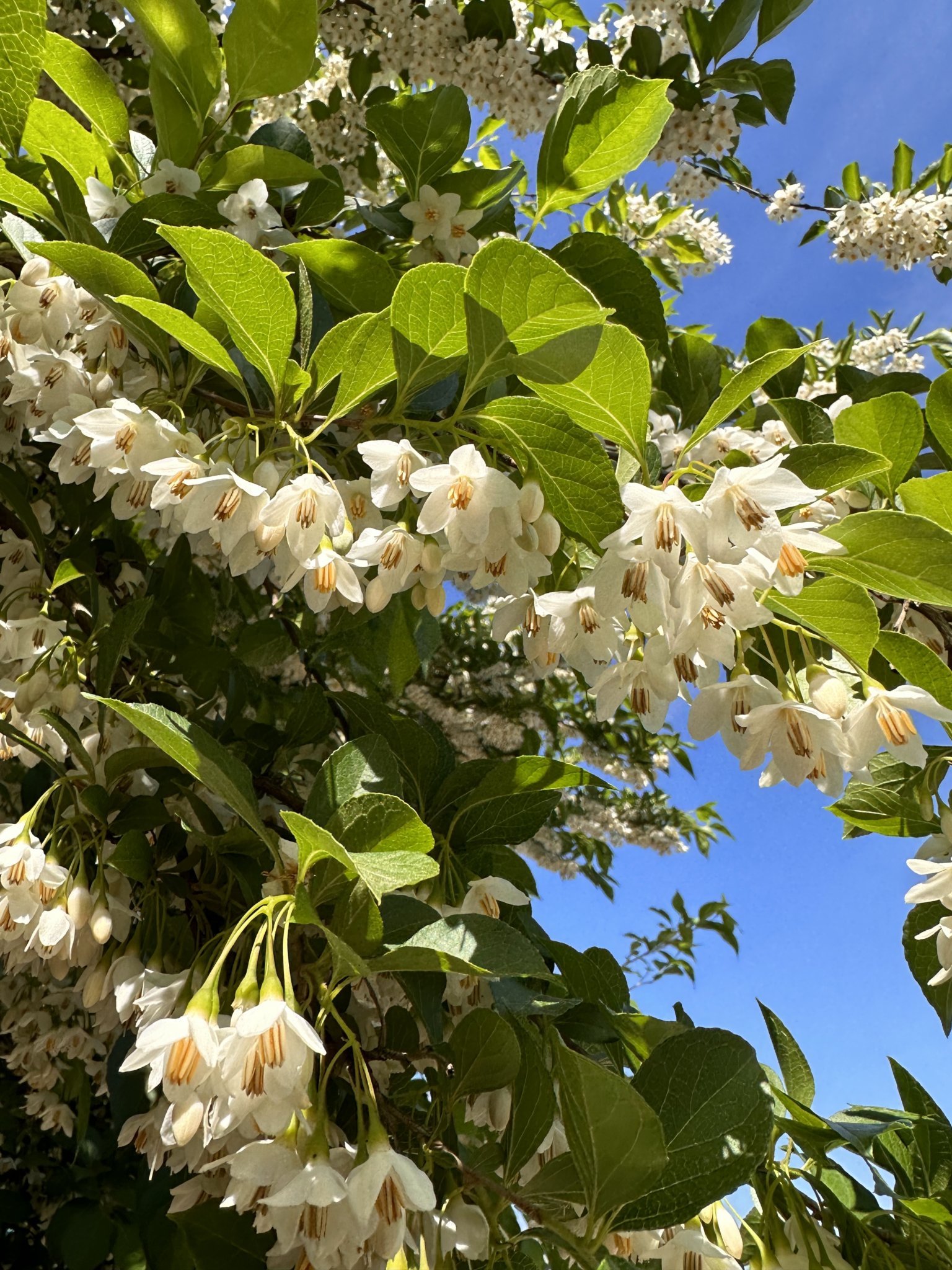Japanese Snowbell (Styrax japonicus) leaves and flowers