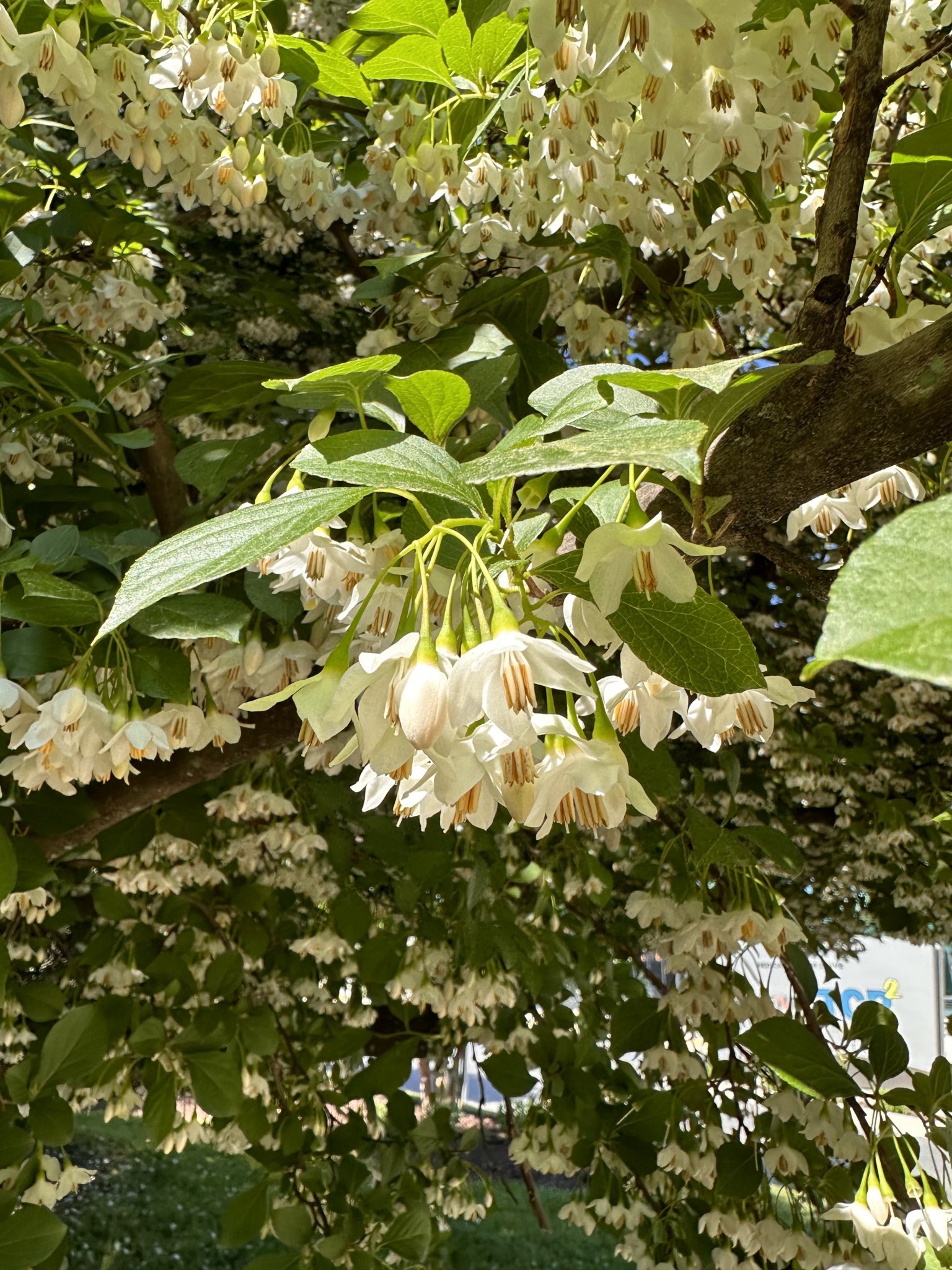 Japanese Snowbell (Styrax japonicus) flowers