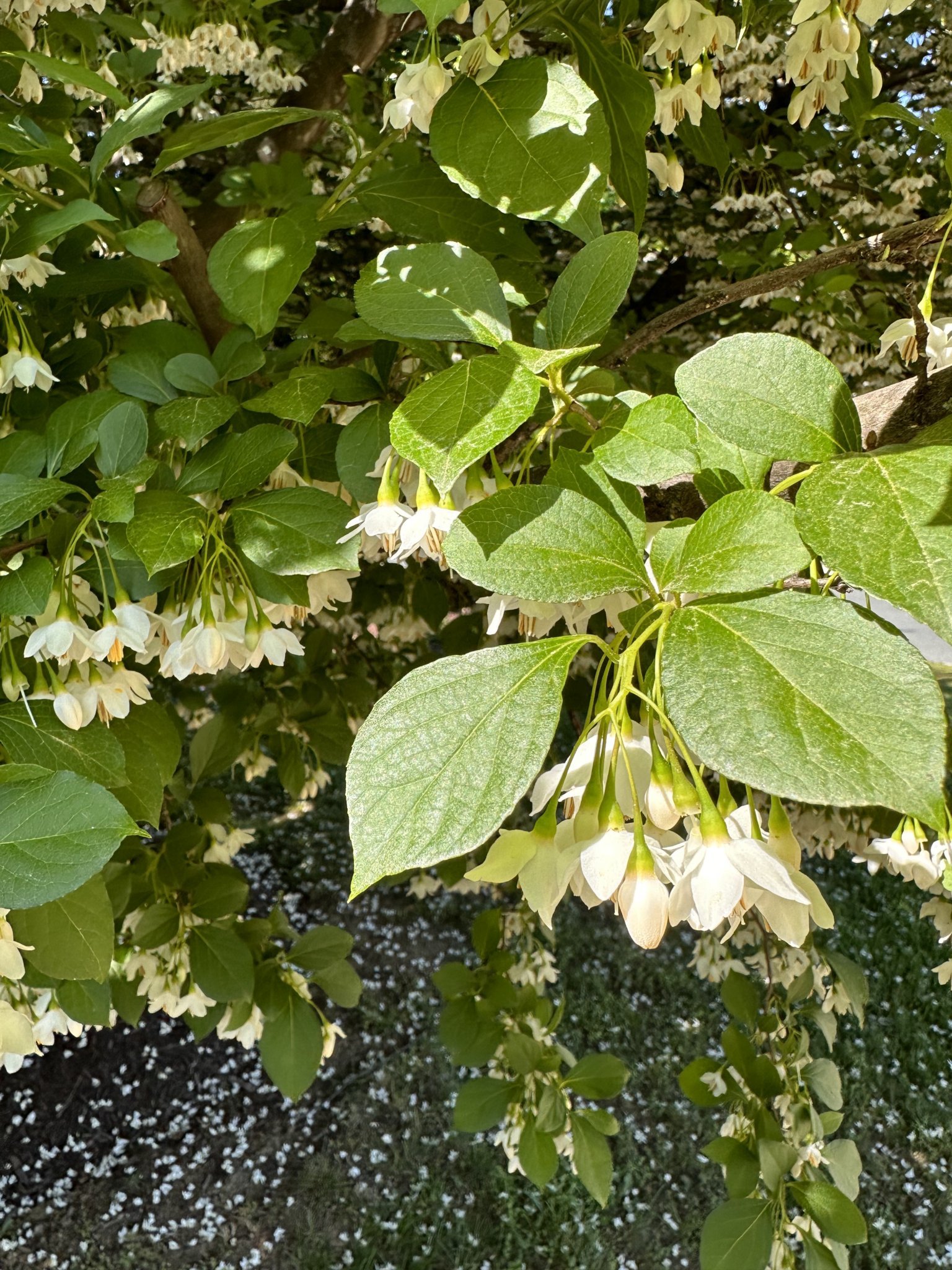 Japanese Snowbell (Styrax japonicus) leaves