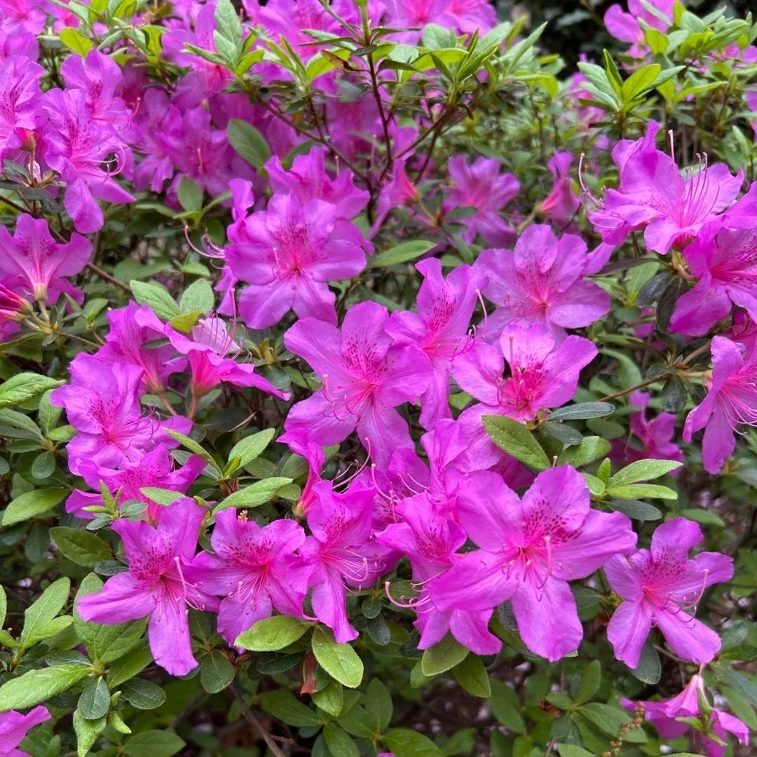 Closeup of Autumn Royalty Encore azalea deep purple flowers and green leaves