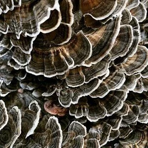 #Gardengoals Achieved with these 5 High Impact, Low-Maintenance Trees ...