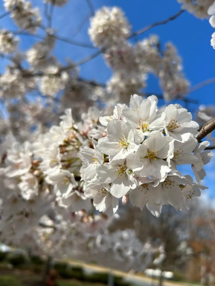 White Yoshino cherry tree flowers (Prunus x yedoensis)