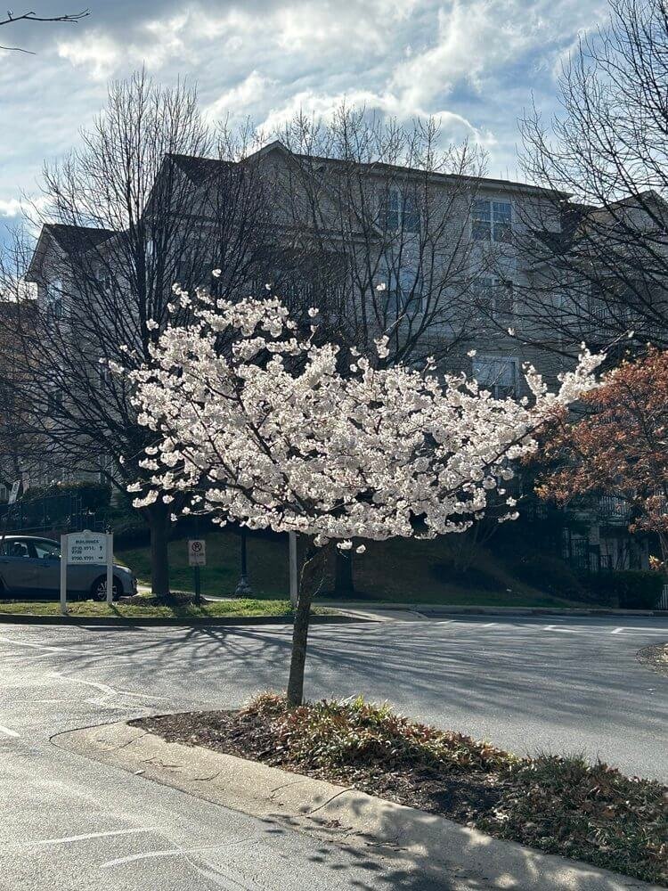 Young Yoshino cherry tree (Prunus x yedoensis)