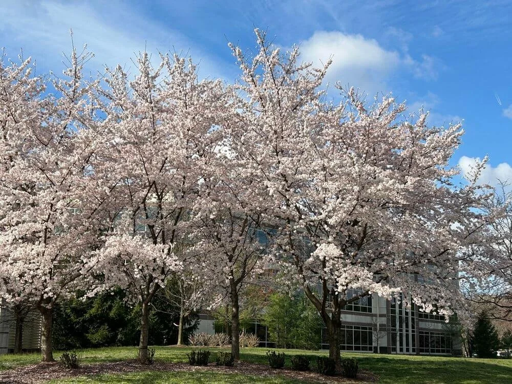 Exploring The Best Types Of Yoshino Cherry Trees For Every Garden