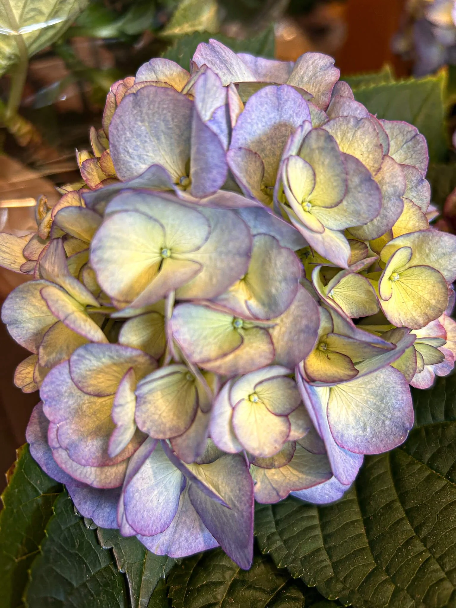 Kanmara® Splendour In Lilac Hydrangea